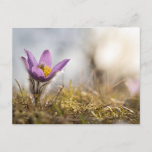 Greater pasque flower postcard