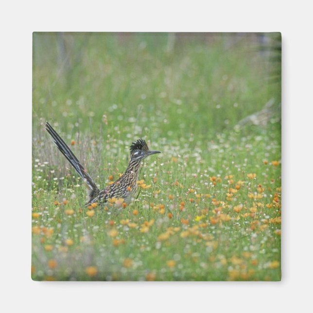 Greater Roadrunner, Geococcyx Magnet (Front)