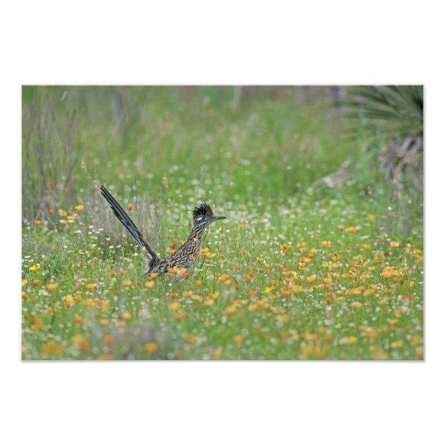 Greater Roadrunner, Geococcyx Photo Print (Front)
