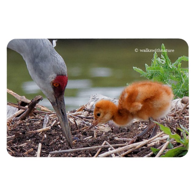 Greater Sandhill Crane Father and Child Magnet (Horizontal)