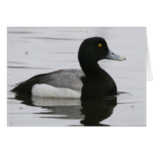Greater Scaup