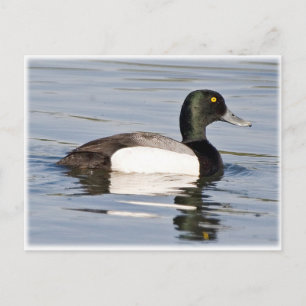 Greater Scaup - Bluebill Drake Postcard