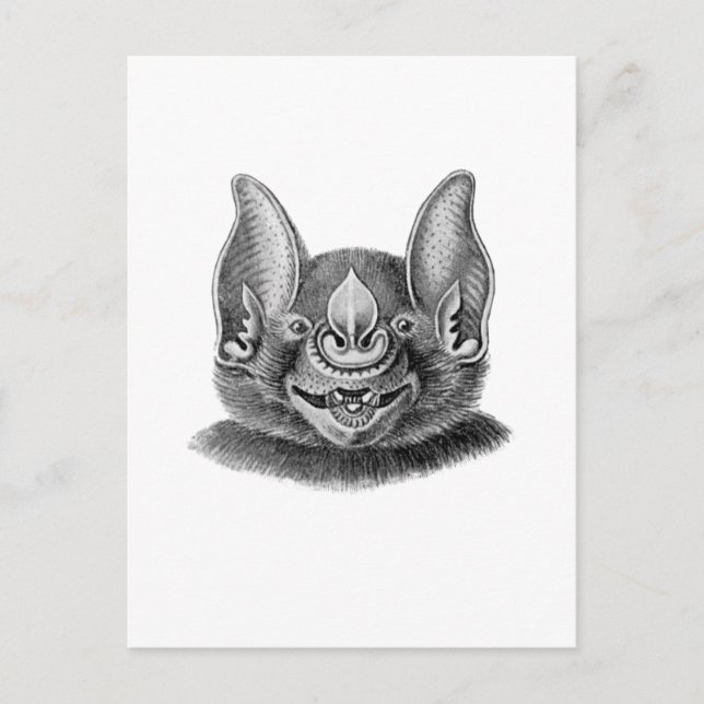 Greater Spear-nosed Bat Postcard (Front)