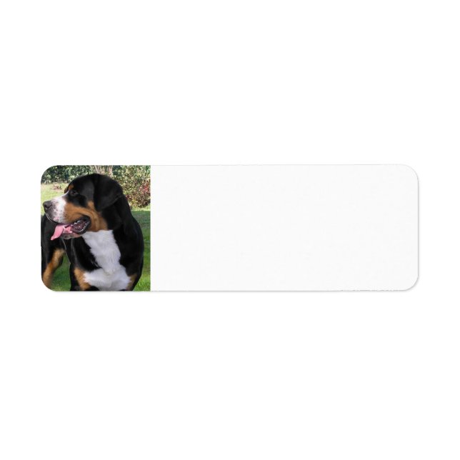 greater swiss mountain dog (Front)