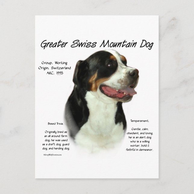 Greater Swiss Mountain Dog History Design Postcard (Front)