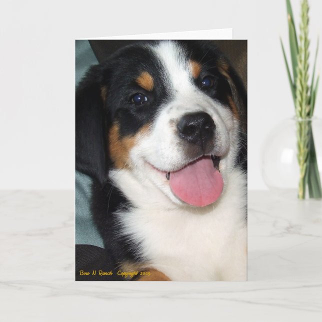 Greater Swiss Mountain Dog Puppy Card (Front)