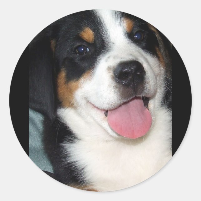 Greater Swiss Mountain Dog Puppy Classic Round Sticker (Front)