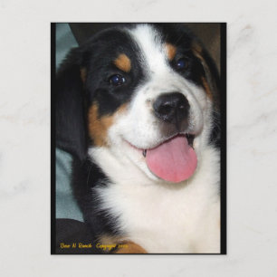 Greater Swiss Mountain Dog Puppy Postcard