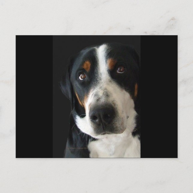 Greater Swiss Mountain Dog Sad Eyes Postcard (Front)