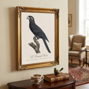 Greater Vasa Parrot, Coracopsis Vasa Illustration Photo Print
