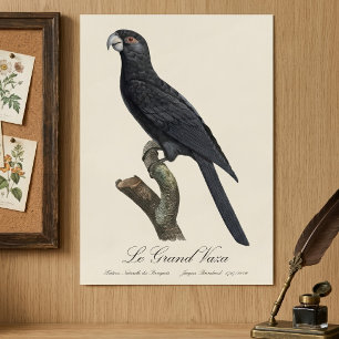 Greater Vasa Parrot, Coracopsis Vasa Illustration Poster