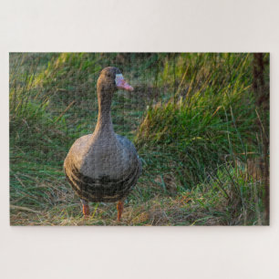 Greater White Fronted Goose Jigsaw Puzzle