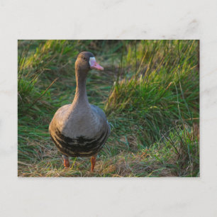 Greater White-fronted Goose Postcard