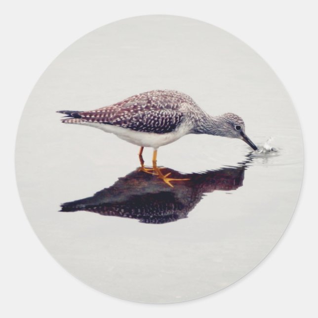 Greater Yellowlegs Catching Fish Classic Round Sticker (Front)