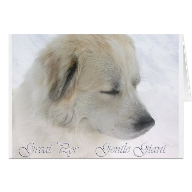 Greay Pyrenees, gentle giant (Front Horizontal)