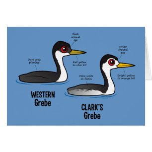 Grebe vs Grebe