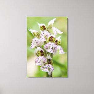 Greece, Crete. Orchid in bloom Orchis Canvas Print