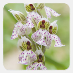 Greece, Crete. Orchid in bloom Orchis Square Sticker