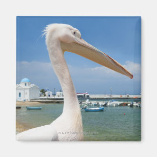 Greece, Cyclades Islands, Mykonos, Pelican on Magnet