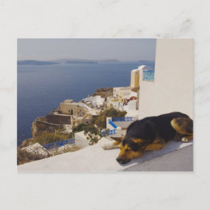 Greece, Santorini Island, Oia City, dog sleeping Postcard