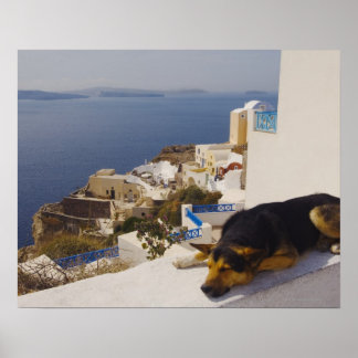 Greece, Santorini Island, Oia City, dog sleeping Poster