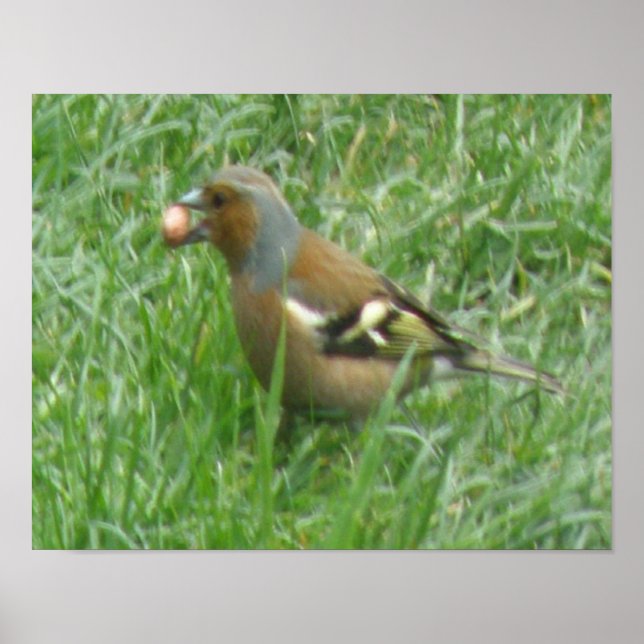 Greedy Chaffinch Print (Front)