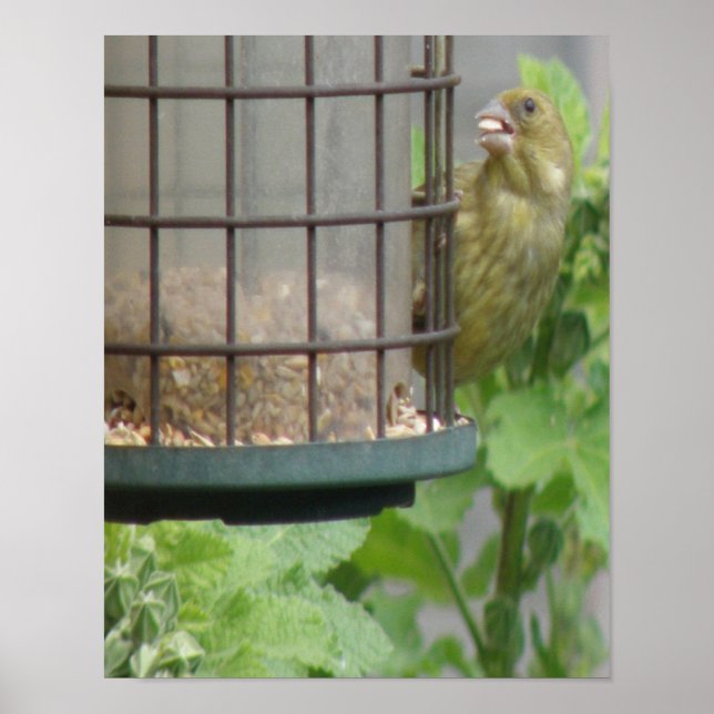 Greedy Greenfinch Print (Front)
