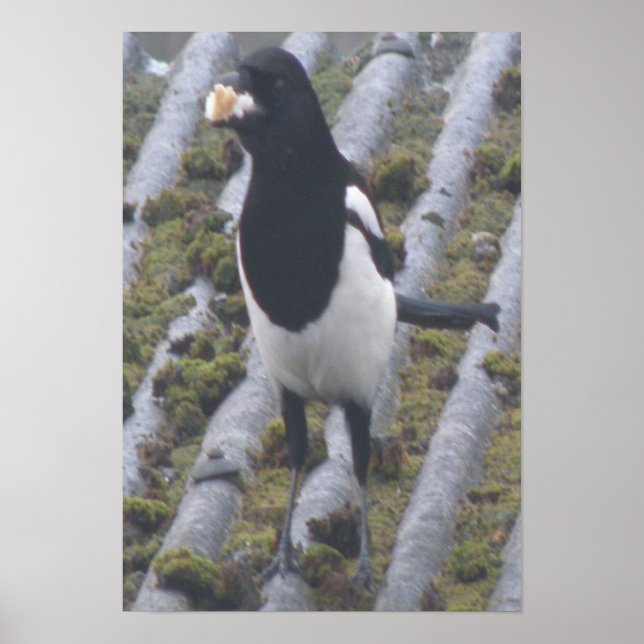 Greedy Magpie Print (Front)