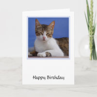 Greek Cat Birthday Card