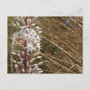 Greek Flower Postcard
