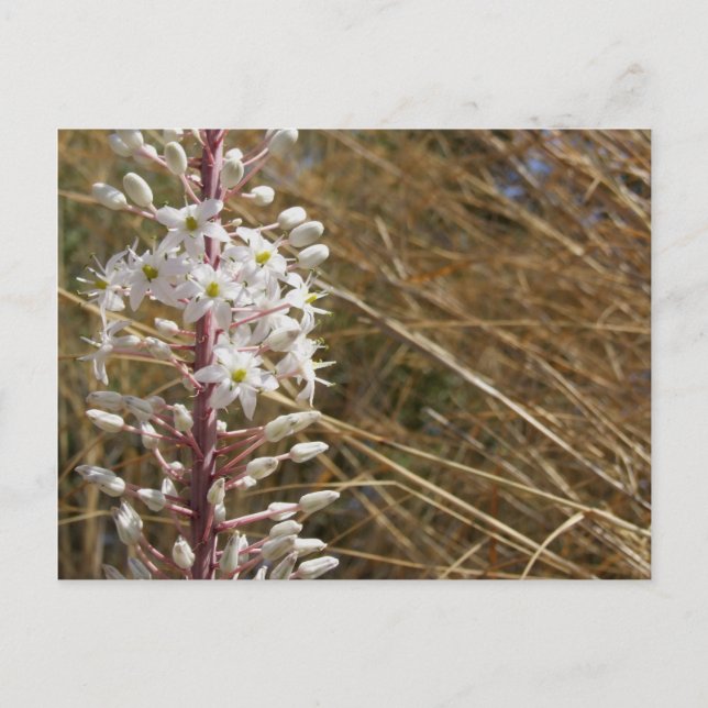 Greek Flower Postcard (Front)