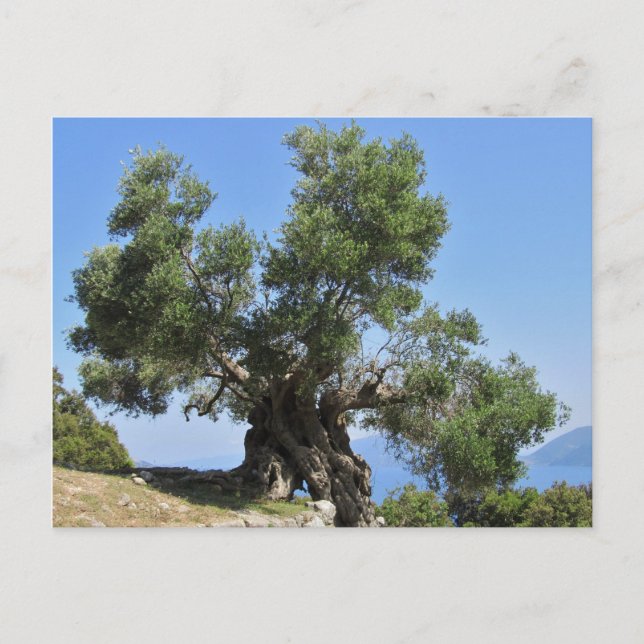 Greek Olive Tree (Kefalonia) Postcard (Front)
