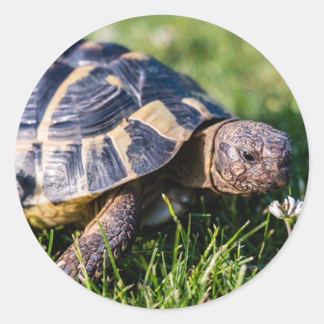Greek Tortoise in the grass Classic Round Sticker (Front)