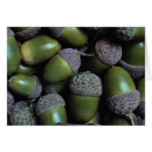 Green Acorn nuts