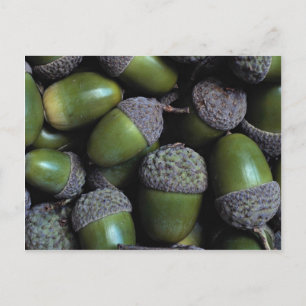 Green Acorn nuts Postcard