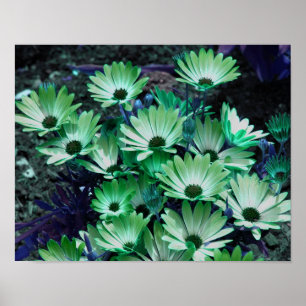 Green African Daisies Abstract Flowers  Poster