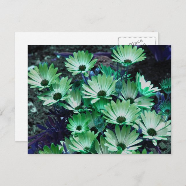Green African Daisies Flower Personalised Postcard (Front/Back)