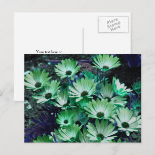 Green African Daisies Flower Personalised Postcard