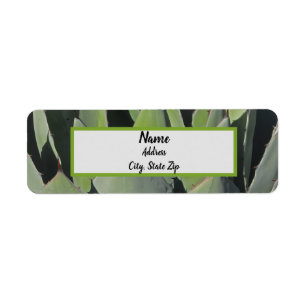 Green Agave Leaves Botanical Photo Southwest