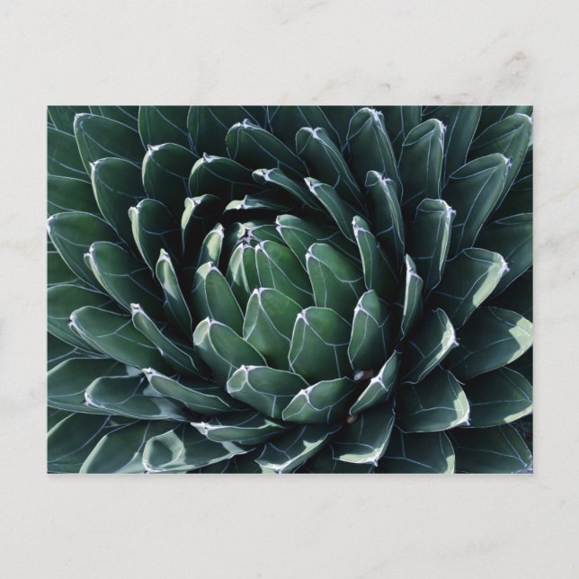 Green Agave Postcard (Front)