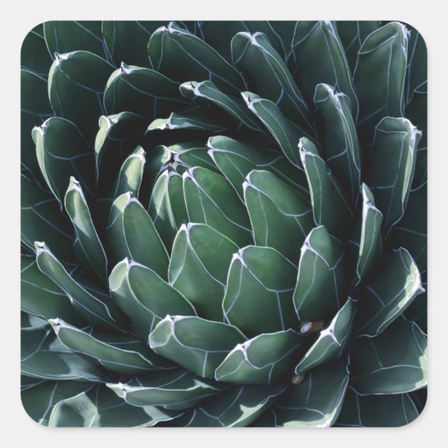 Green Agave Square Sticker (Front)