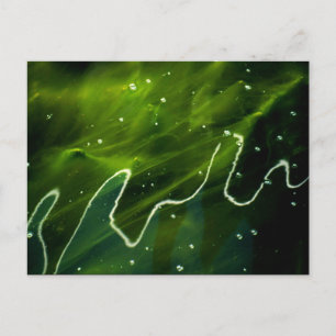 Green Algae and Water pccna Postcard
