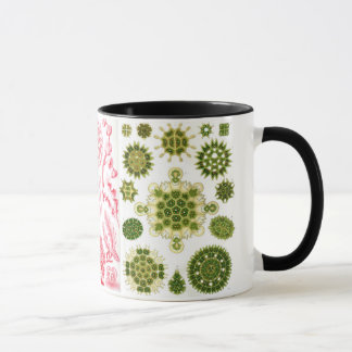 green algae, various, haeckel mug