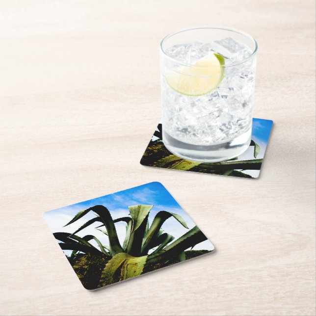Green Aloe Plant with Bright Blue Sky Square Paper Coaster (Insitu)