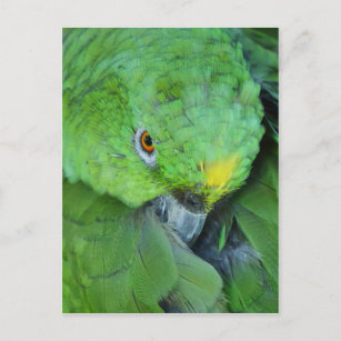 Green Amazon Parrot Postcard