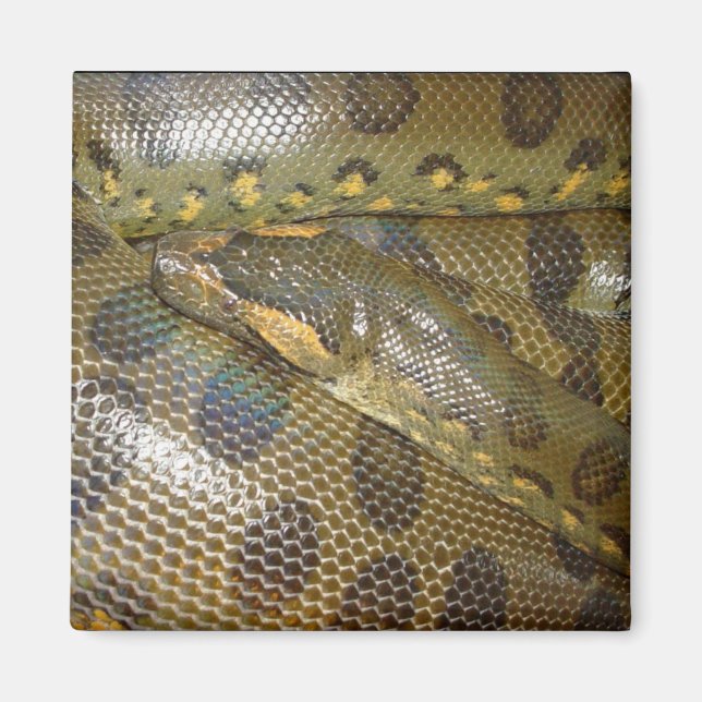 Green Anaconda Magnet (Front)