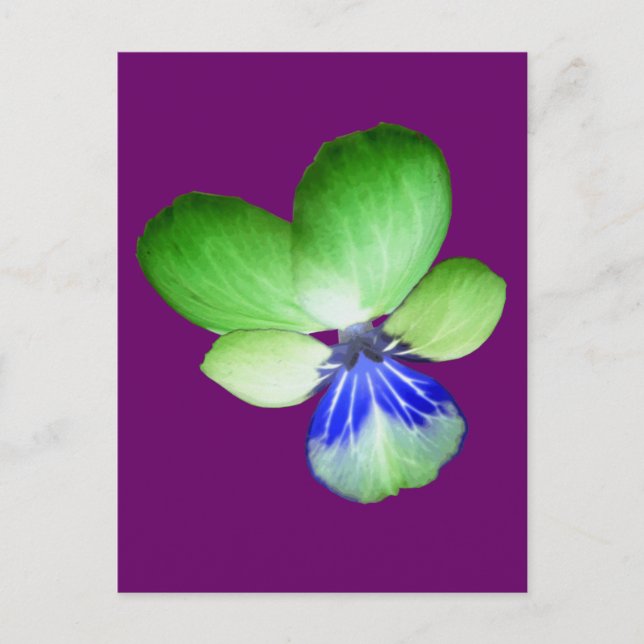 Green and Blue Pansy Postcard (Front)