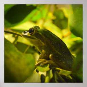 Green and Golden Bell Frog Poster
