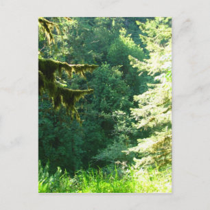 Green and Lush Postcard