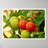 Green and Red Cherry Tomatoes on the Vine